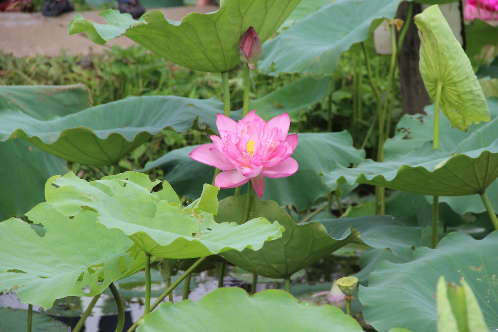 Canon EOS 600D (Rebel EOS T3i / EOS Kiss X5) sample photo. Lotus, leaf, lake photography