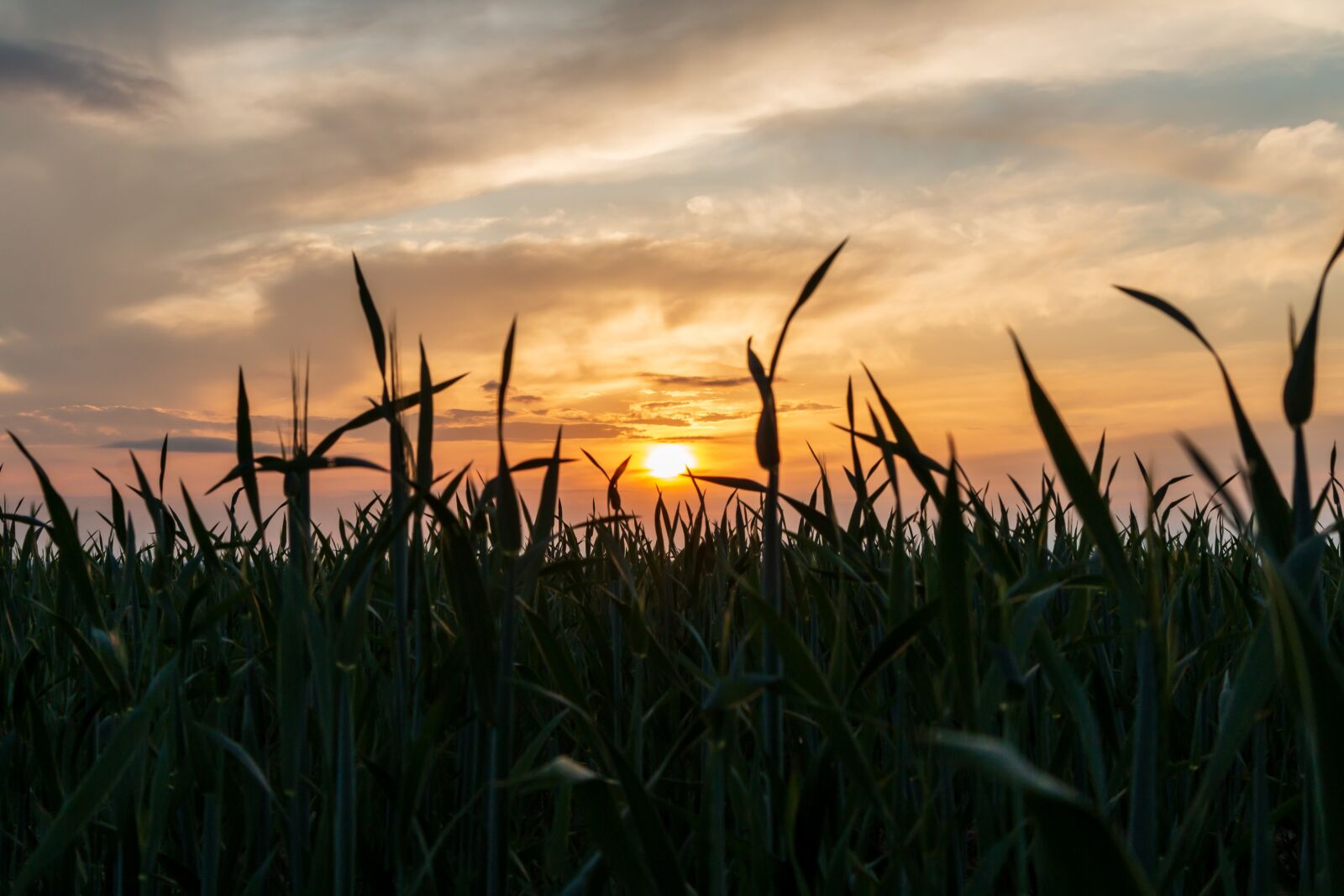 Canon EOS 70D sample photo. Sun, cornfield, mood photography