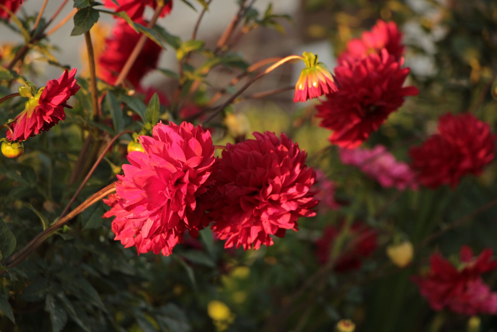 Canon EOS 2000D (EOS Rebel T7 / EOS Kiss X90 / EOS 1500D) sample photo. Flower, nature, pink photography
