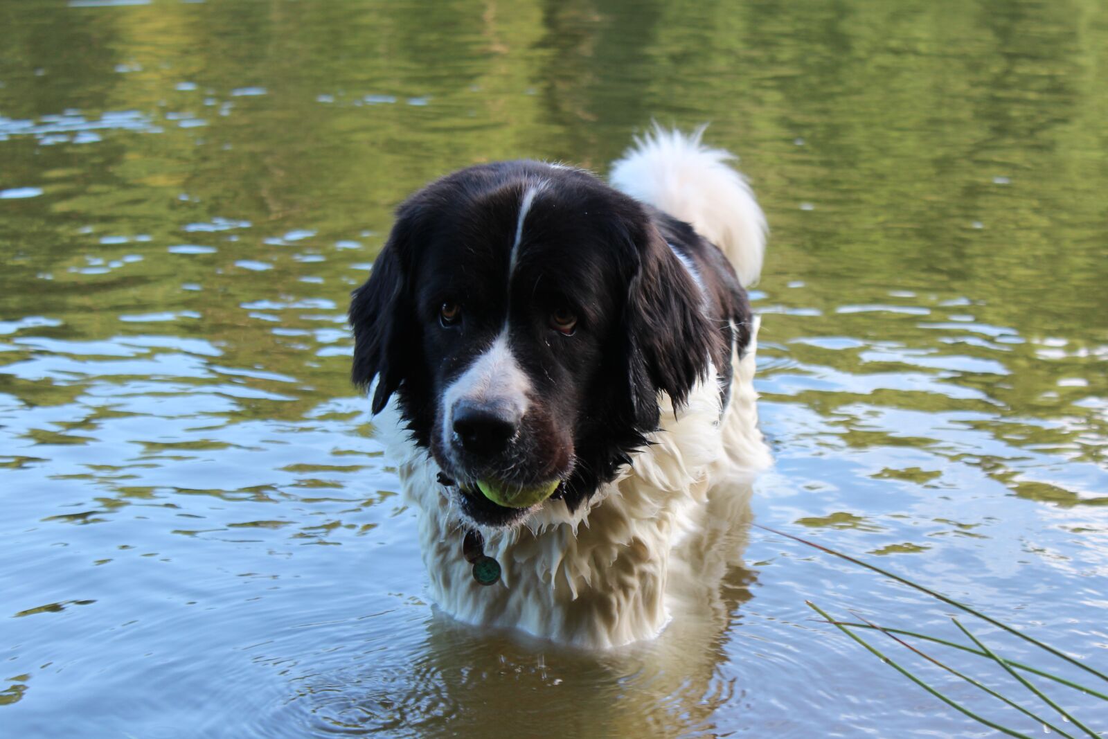 Canon EOS 600D (Rebel EOS T3i / EOS Kiss X5) sample photo. Landseer, dog breed, dog photography