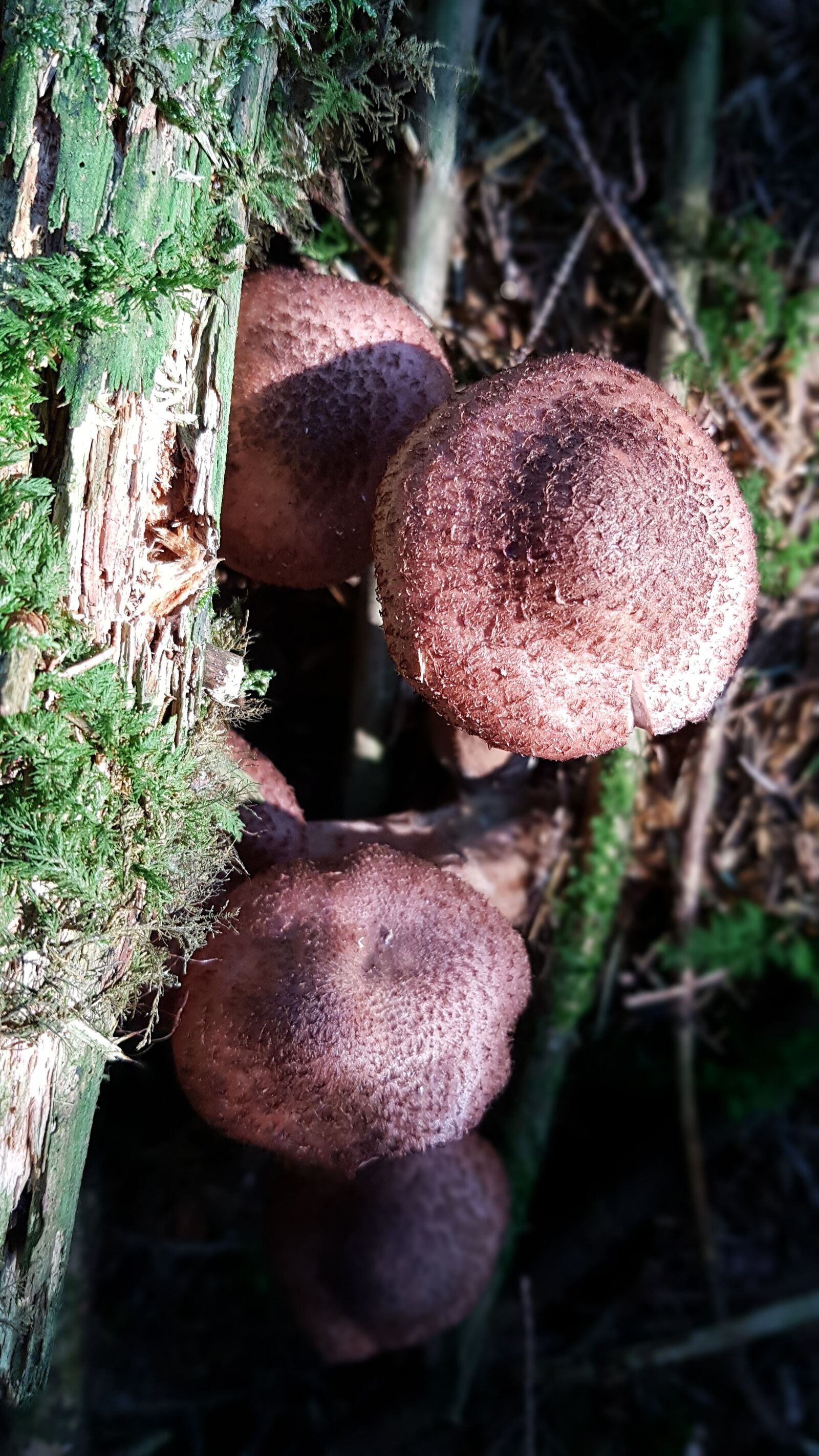 Samsung Galaxy S7 Edge sample photo. Mushroom, moss, forest photography