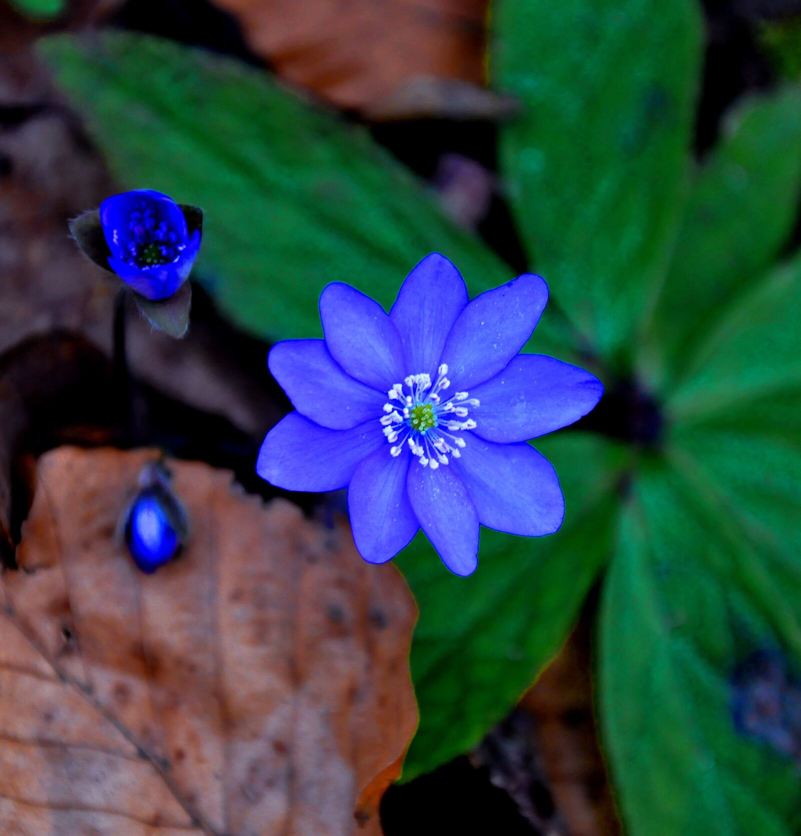 Nikon D90 sample photo. Hepatica nobilis, spring, blue photography