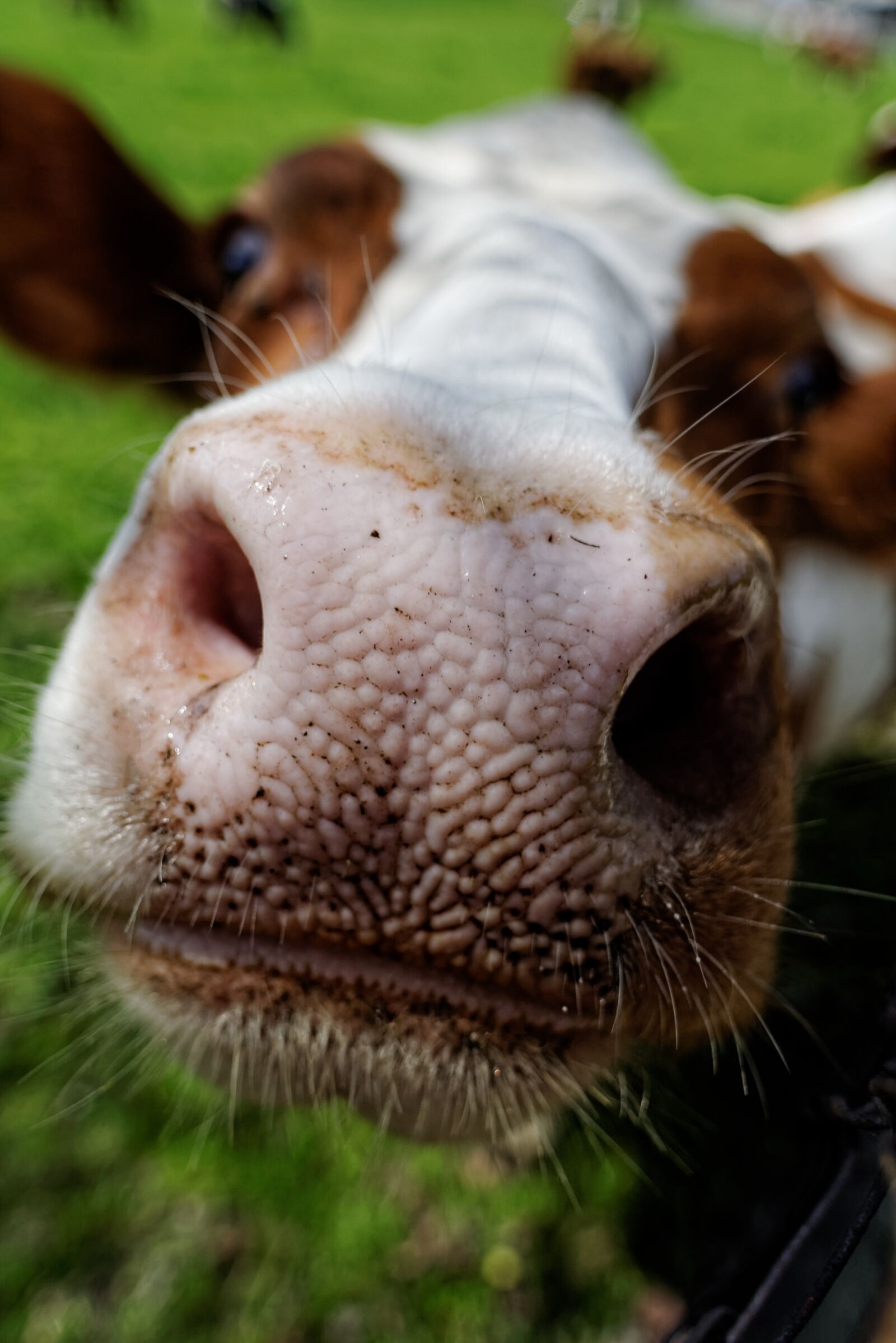 Nikon D50 sample photo. Cow, snout, pink photography