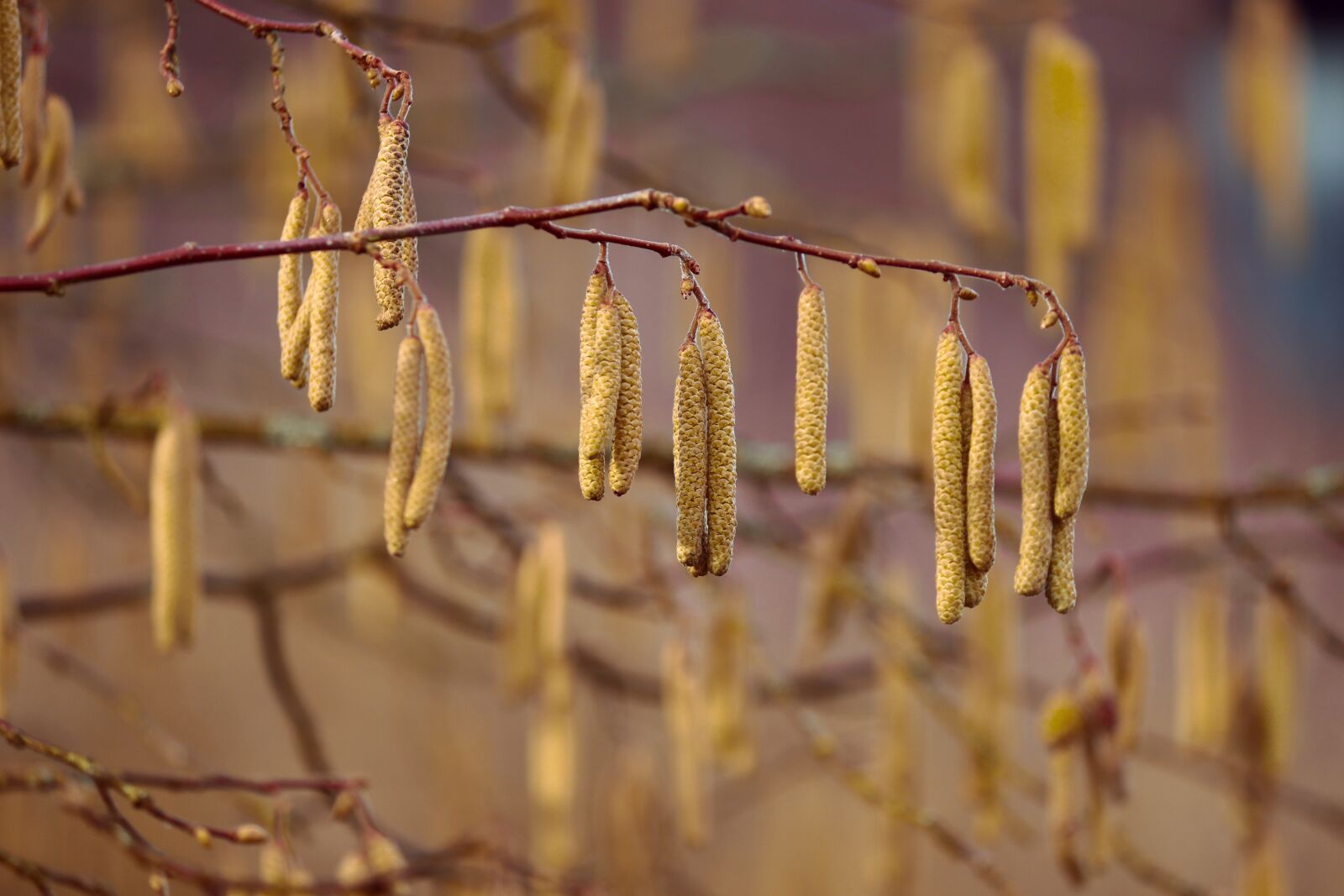Canon EOS 200D (EOS Rebel SL2 / EOS Kiss X9) sample photo. Blossom kitten, yellow, hazelnut photography