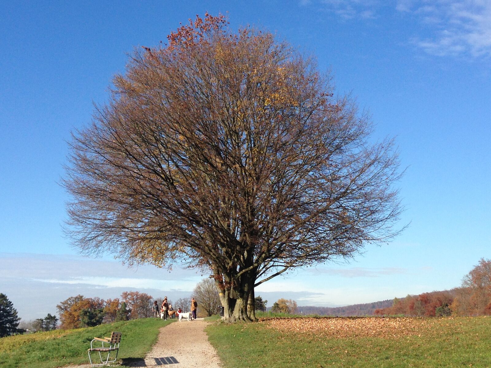 Apple iPhone 5 sample photo. Tree, nature, autumn photography