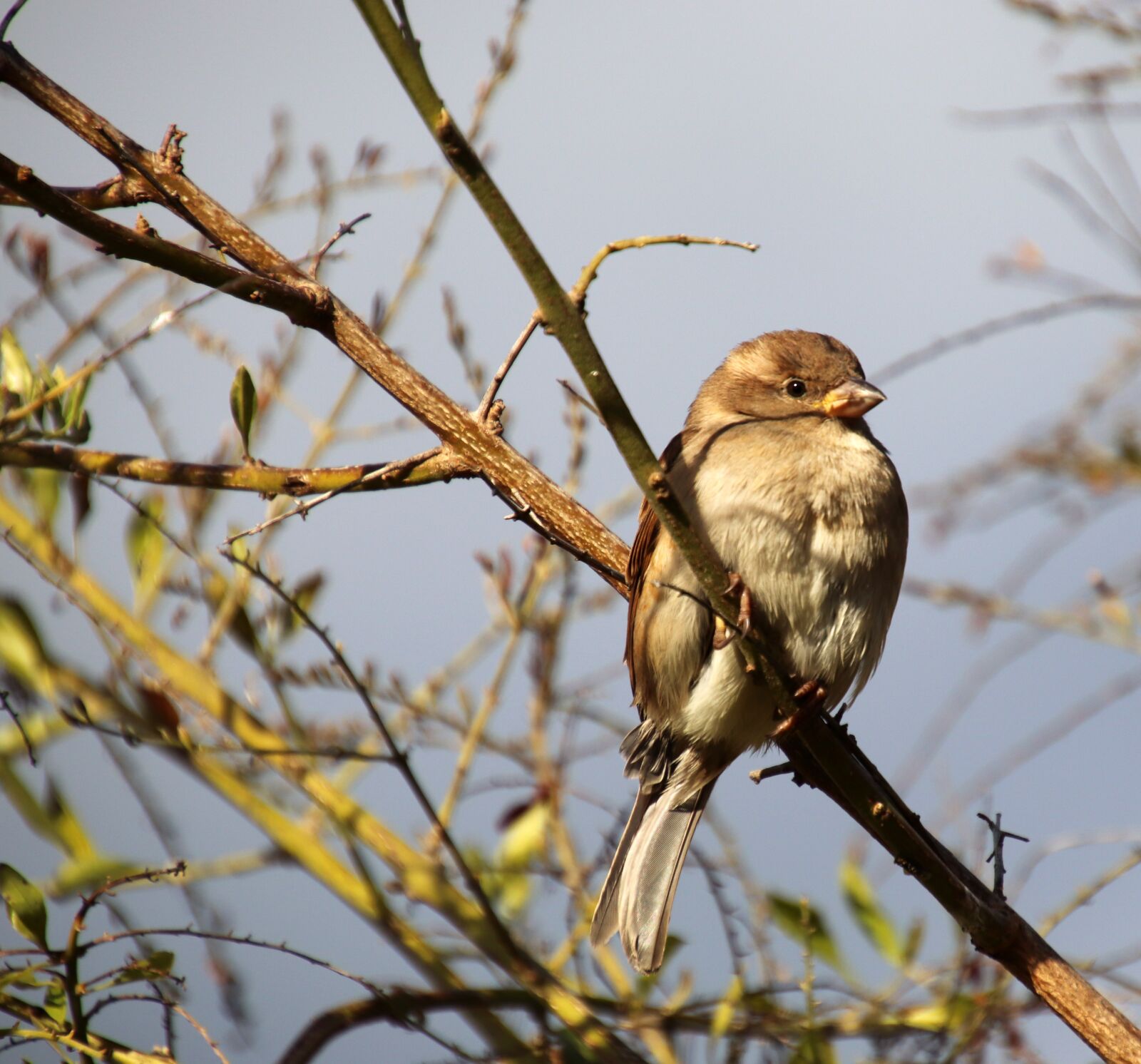 Canon EOS 800D (EOS Rebel T7i / EOS Kiss X9i) sample photo. Sparrow, bird, perched photography