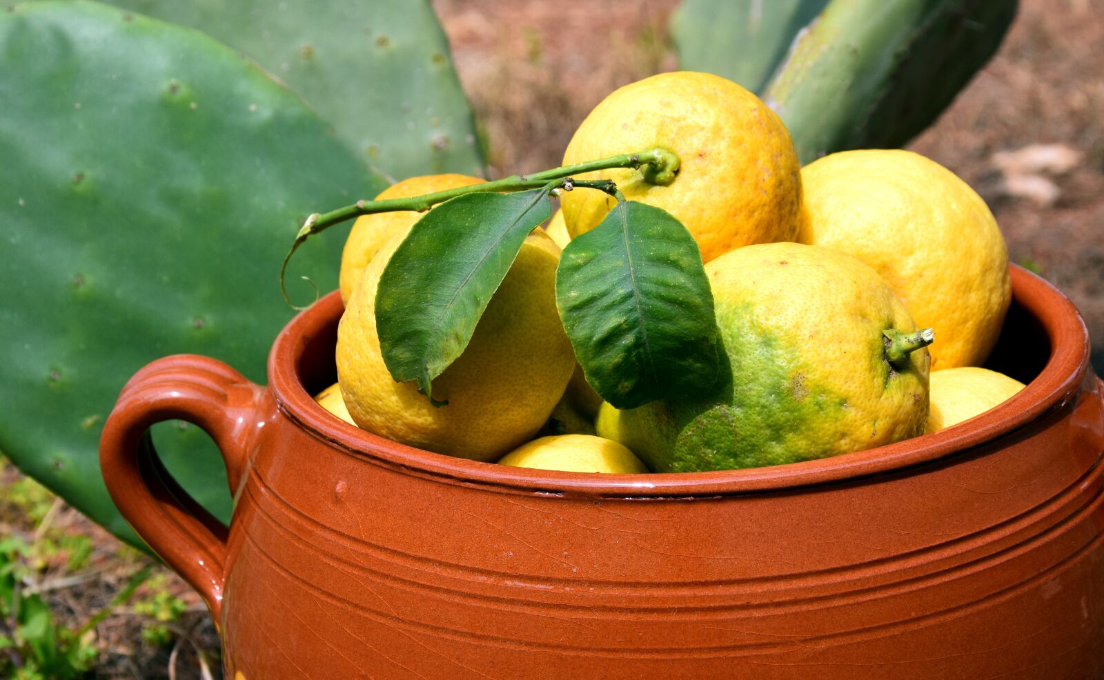 Nikon D3300 sample photo. Lemons, cactus, clay pot photography