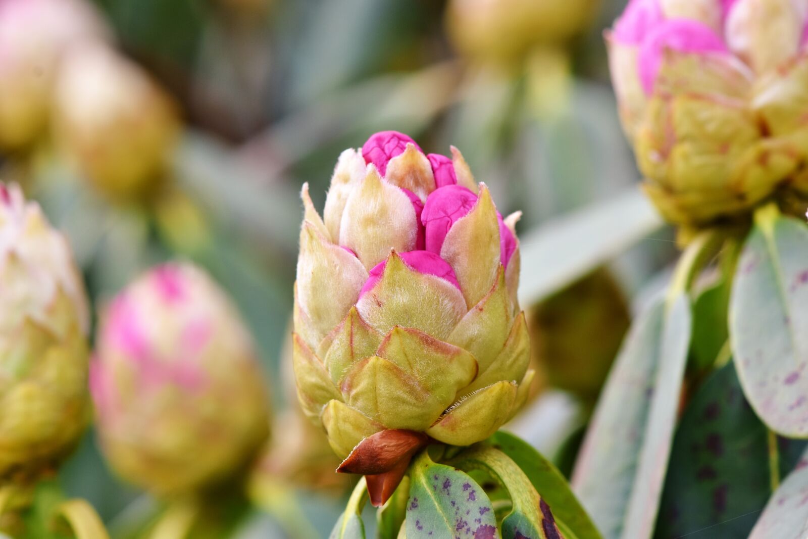Nikon D7200 sample photo. Rhododendron, rhododedron buds, pink photography