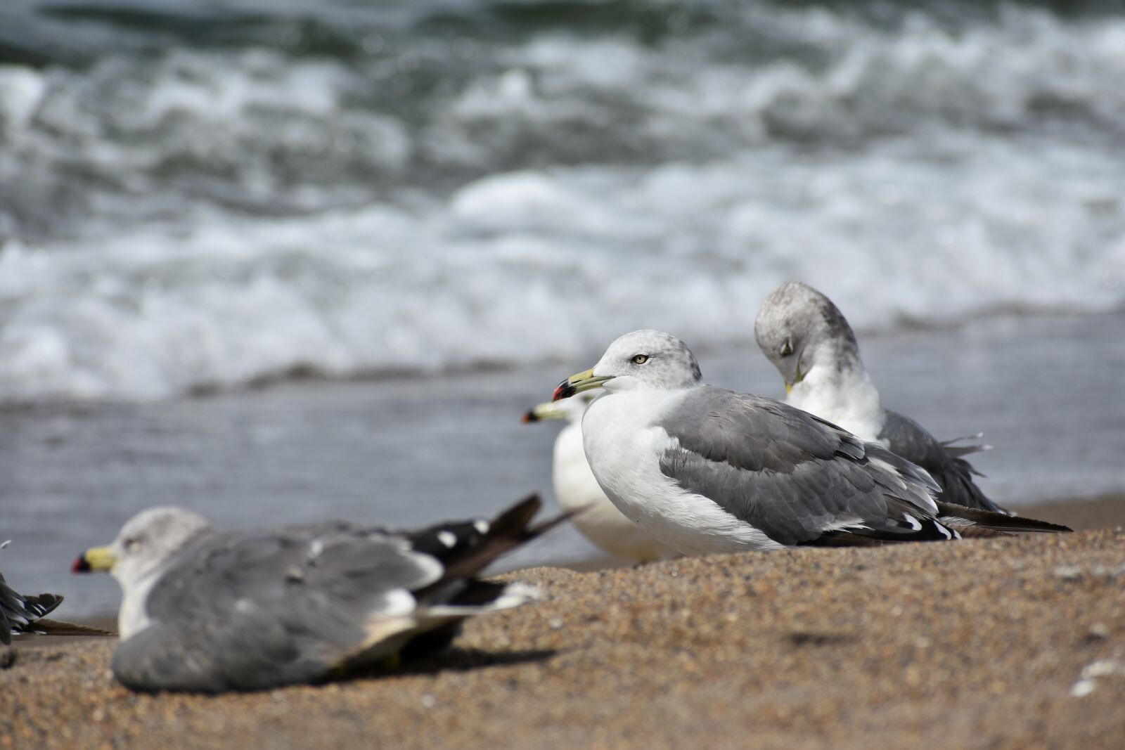 Nikon D7200 sample photo. Animal, sea, beach photography