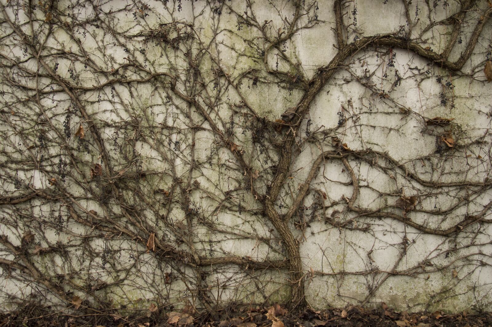 Nikon D3200 sample photo. Ivy, wall, creeper photography