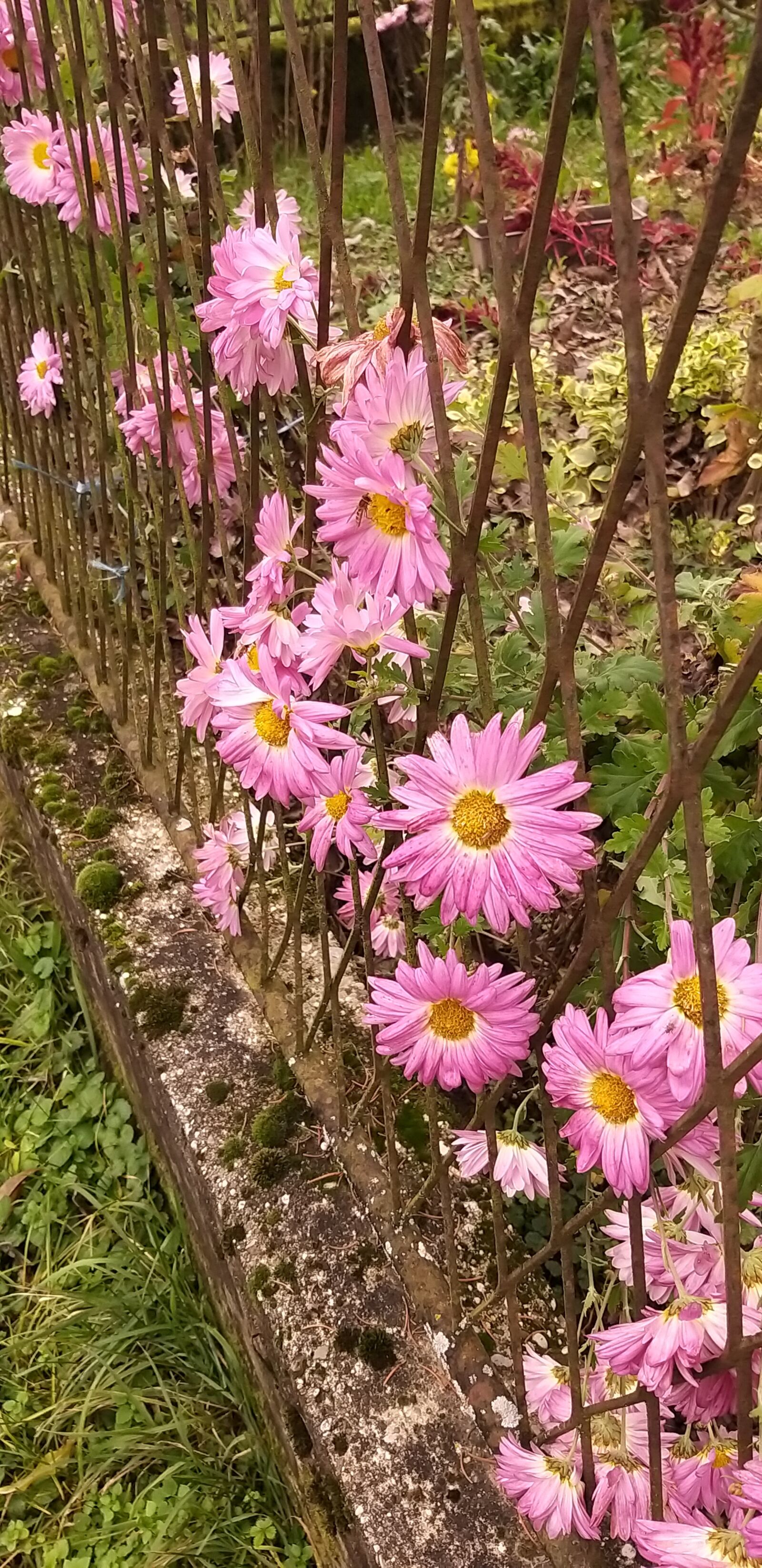 Samsung Galaxy A9 (2018) sample photo. Autumn, flowers, rose photography