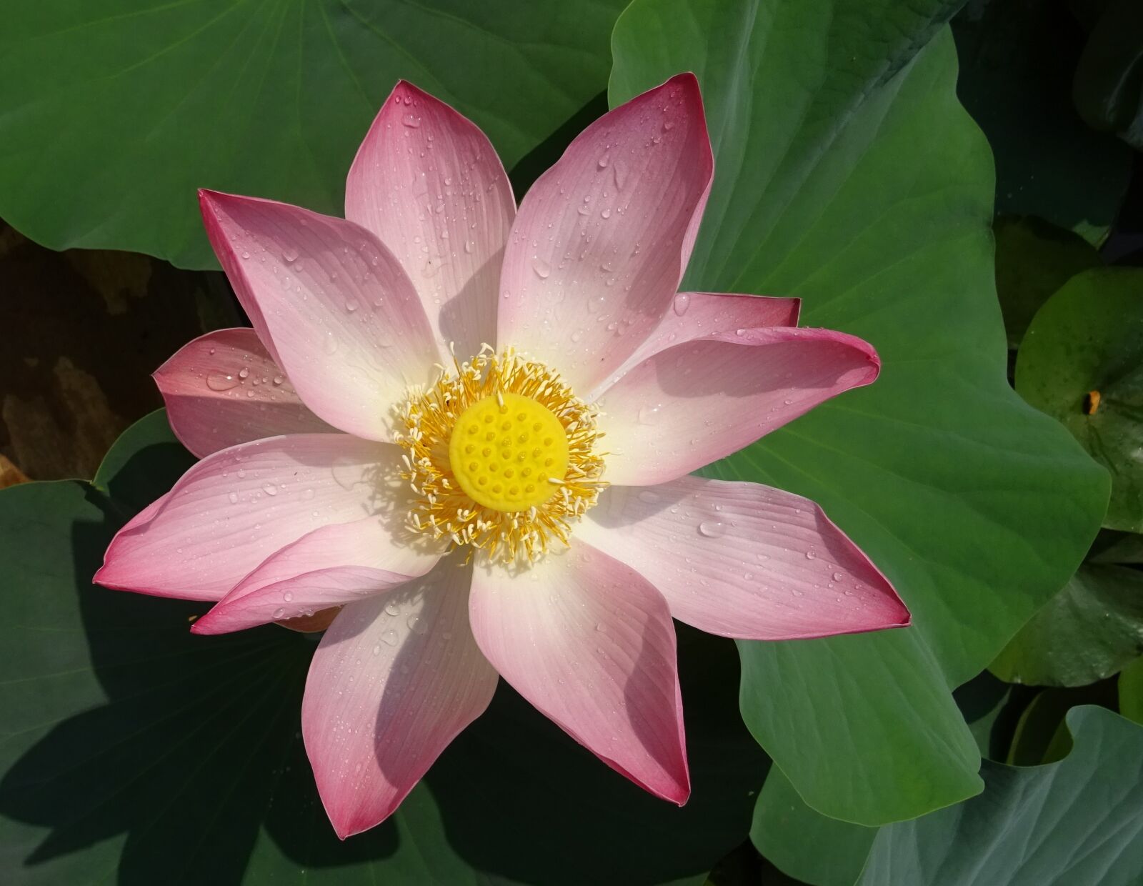 Sony DSC-HX60V sample photo. Lotus, flower, pink photography