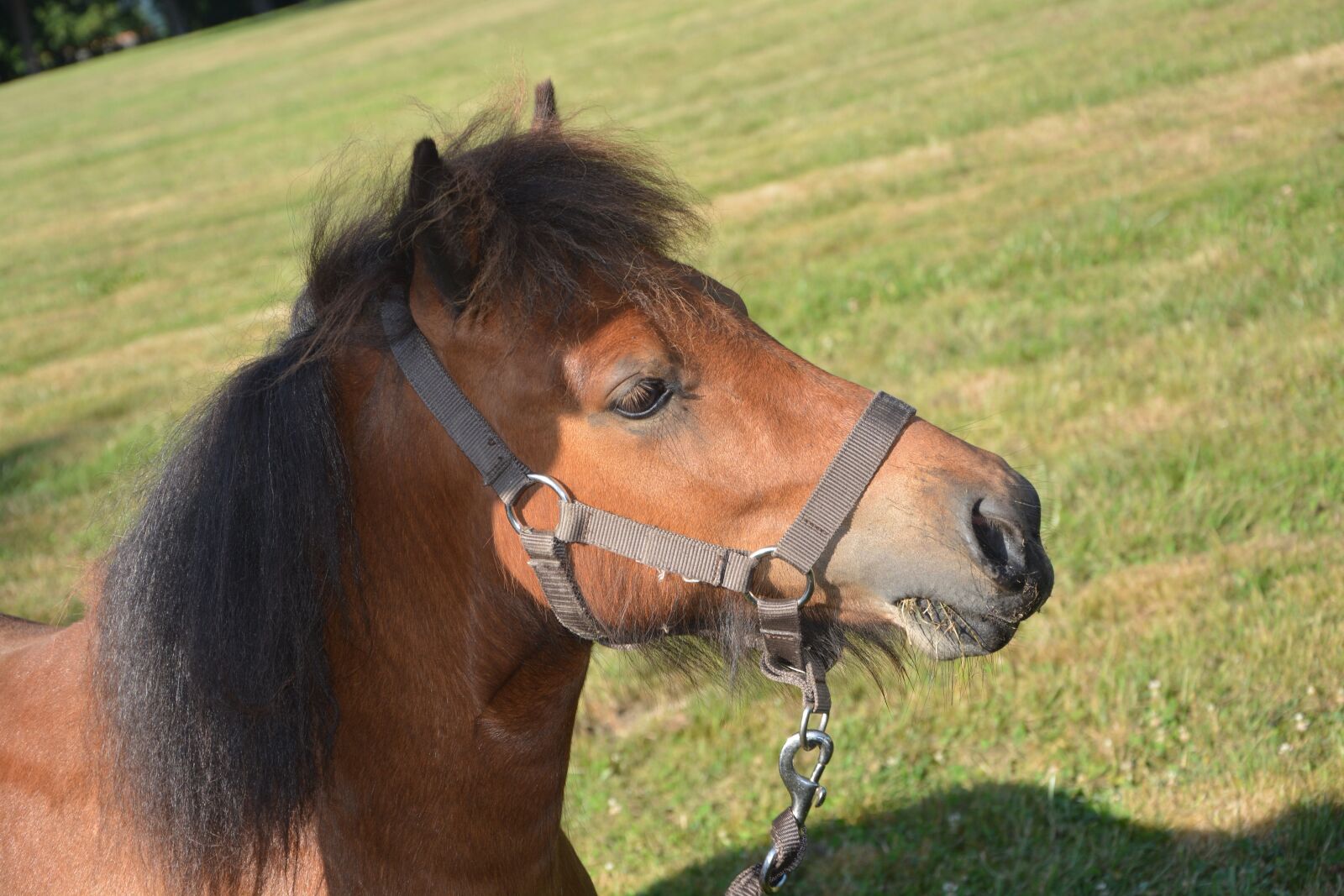 Nikon D5200 sample photo. Horse, shetland pony, player photography