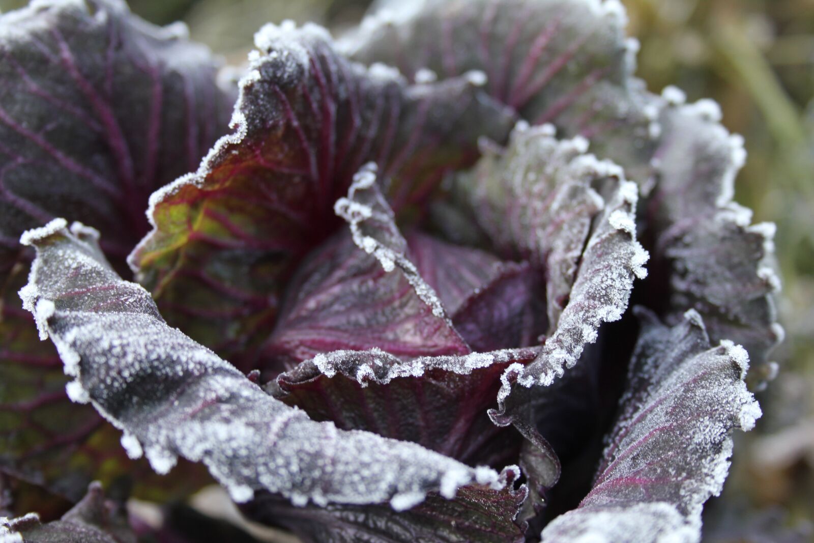 Canon EOS 550D (EOS Rebel T2i / EOS Kiss X4) sample photo. Cabbage, blue, purple photography