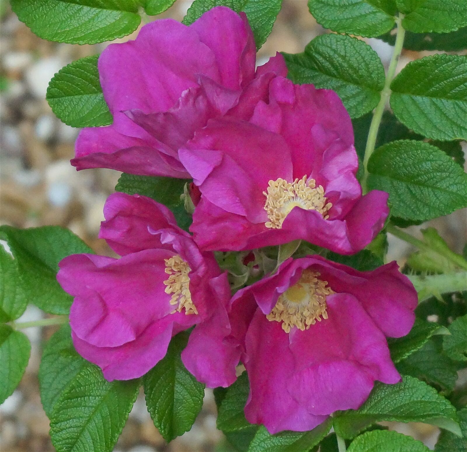 Sony Alpha NEX-5T sample photo. Rugosa rose quartet, rugosa photography