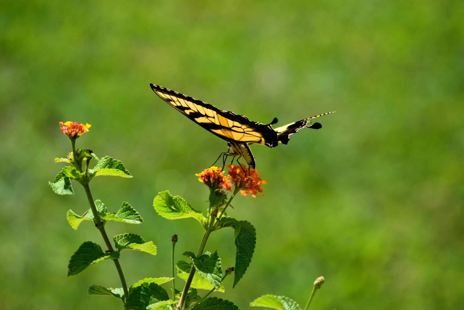 Nikon D3300 sample photo. Swallowtail butterfly, flying, butterfly photography