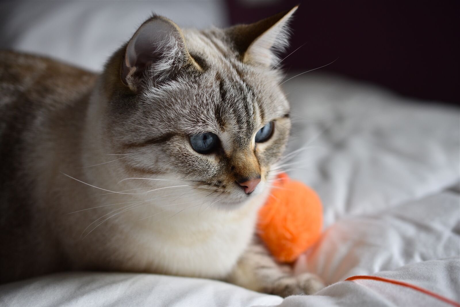Nikon D5600 sample photo. Cat, cute, feline photography