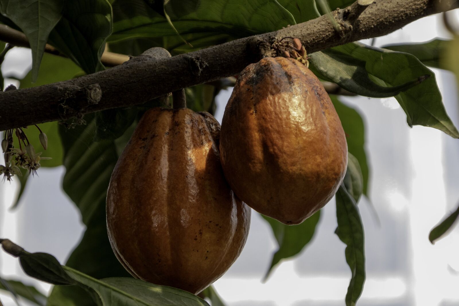 Canon EOS 750D (EOS Rebel T6i / EOS Kiss X8i) + Canon TS-E 90mm F2.8 Tilt-Shift sample photo. Cocoa, chocolate, wood photography
