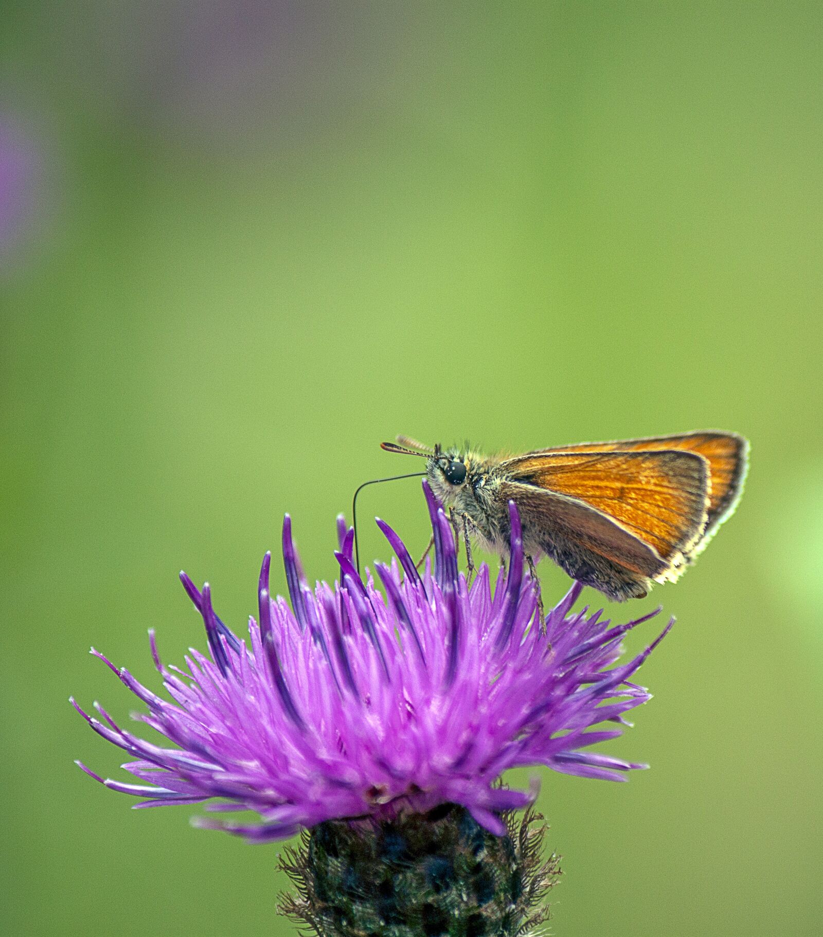 Canon EOS 500D (EOS Rebel T1i / EOS Kiss X3) + Canon EF-S 55-250mm F4-5.6 IS sample photo. Small skipper, butterfly, wings photography