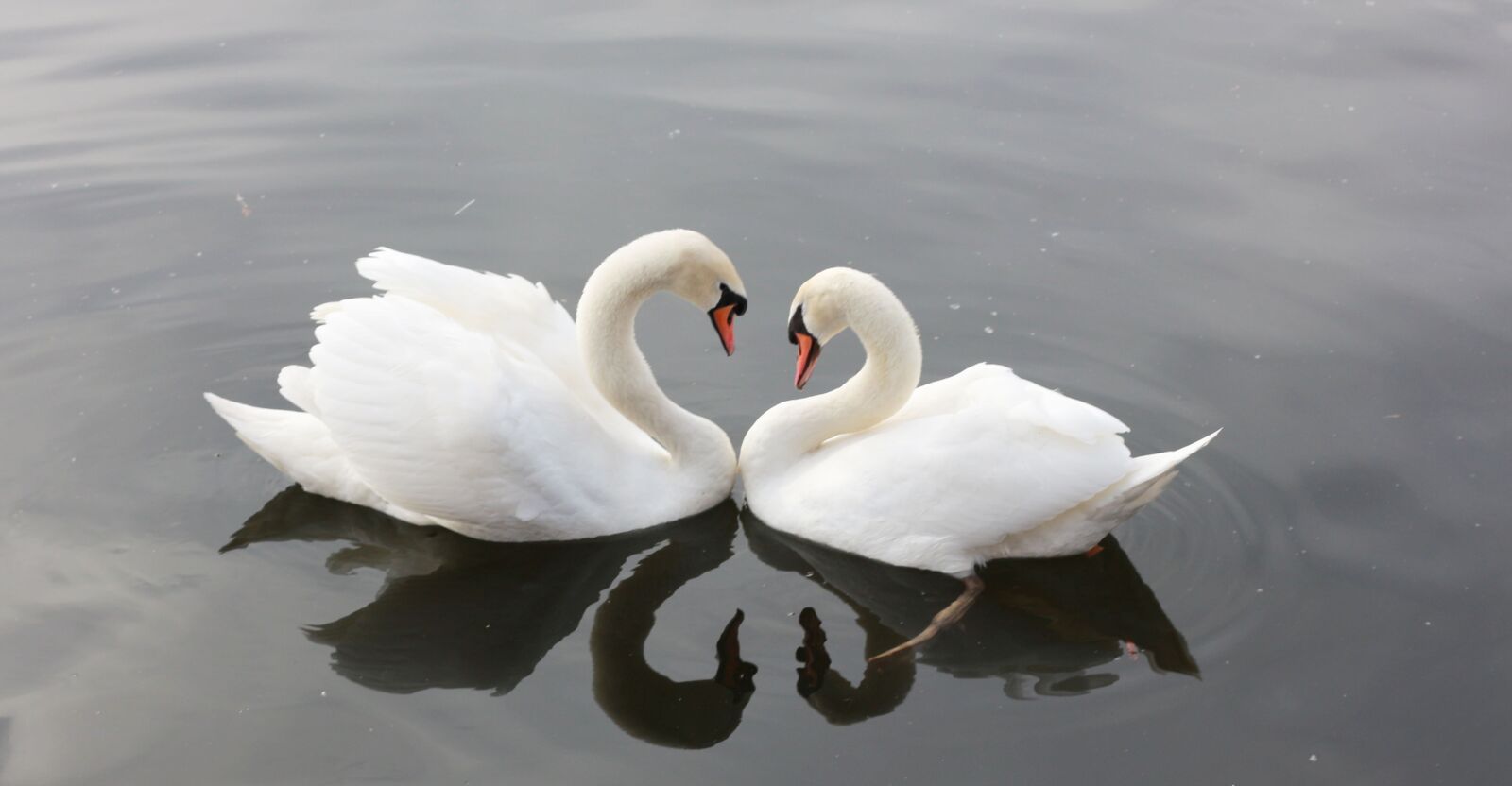 Canon EOS 700D (EOS Rebel T5i / EOS Kiss X7i) + Canon EF 50mm F1.8 II sample photo. Nature, love, water photography
