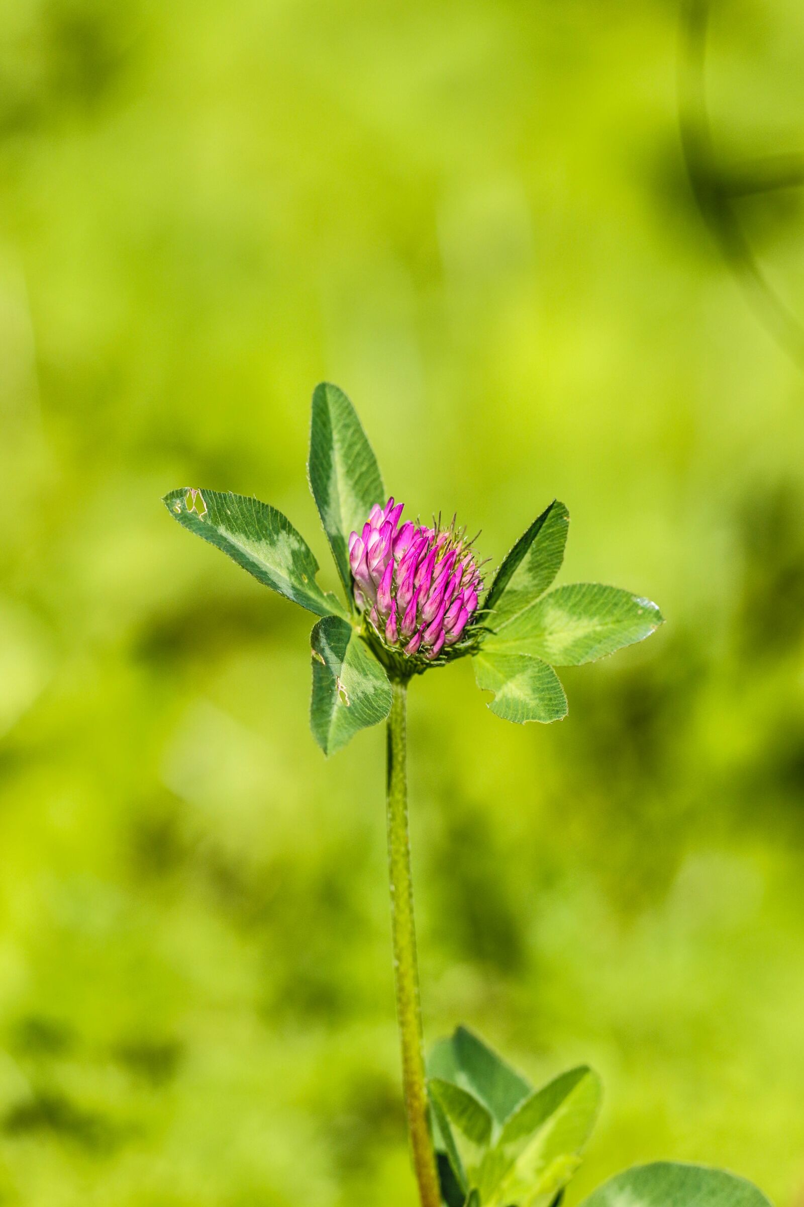 Canon EOS 7D Mark II sample photo. Wildflower, flower, summer flower photography