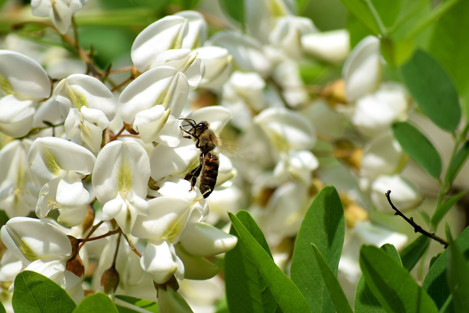 Nikon D5300 sample photo. Bee, black locust flower photography
