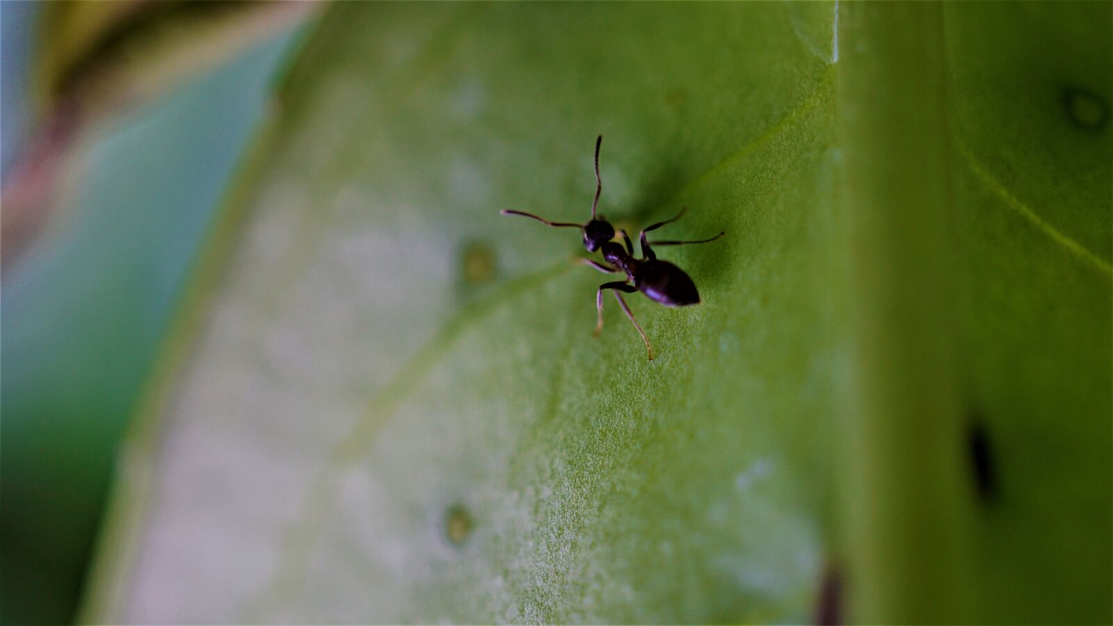 Sony E 30mm F3.5 Macro sample photo. Ant, insect, animal photography