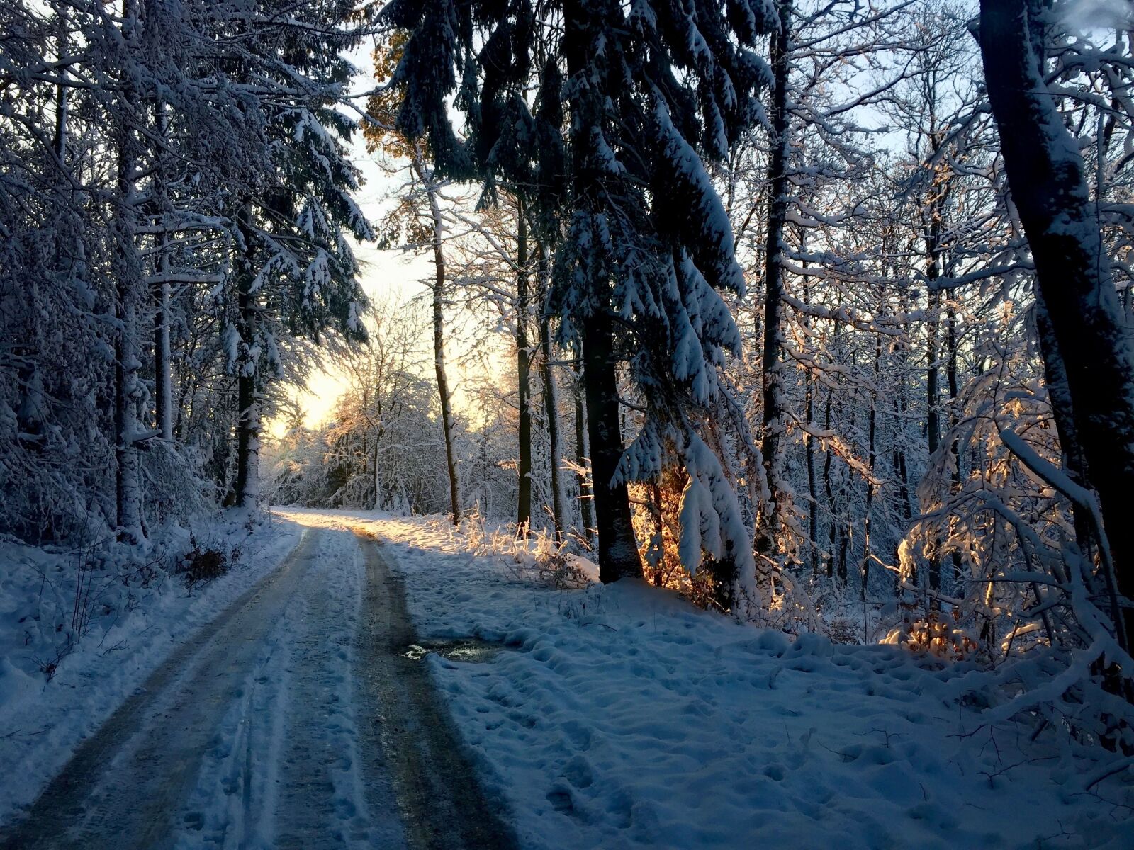 iPhone 6 back camera 4.15mm f/2.2 sample photo. Forest path, sunrise, winter photography