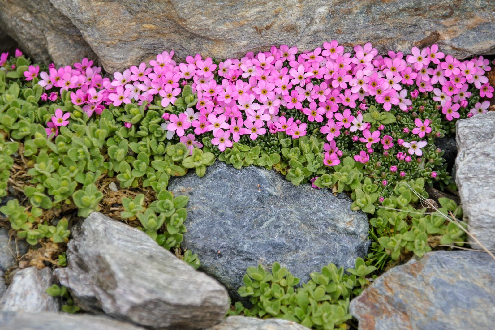 Canon EOS 550D (EOS Rebel T2i / EOS Kiss X4) sample photo. Nature, flower, alpine photography