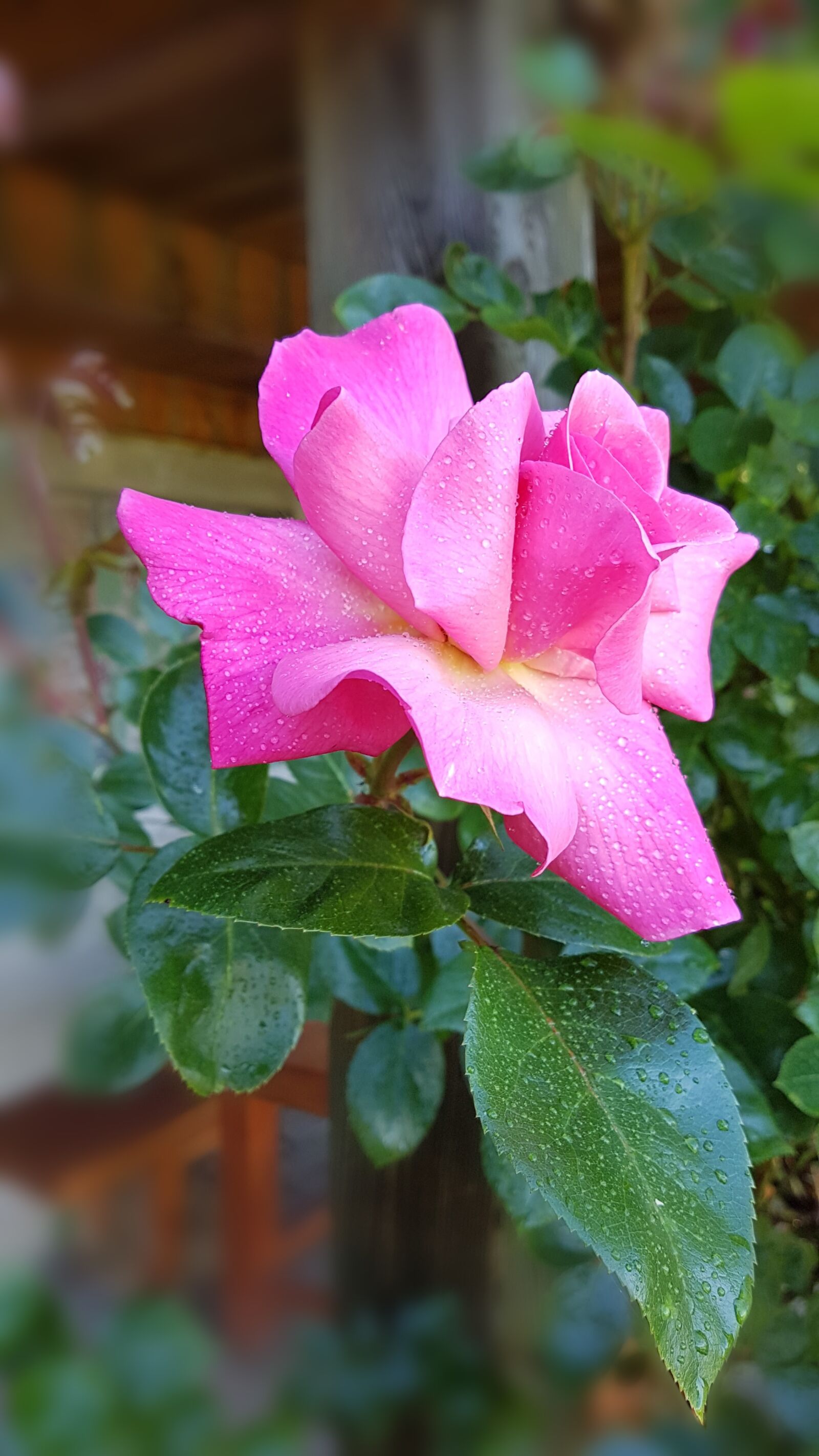 Samsung Galaxy S7 sample photo. Rose, blossom, bloom photography