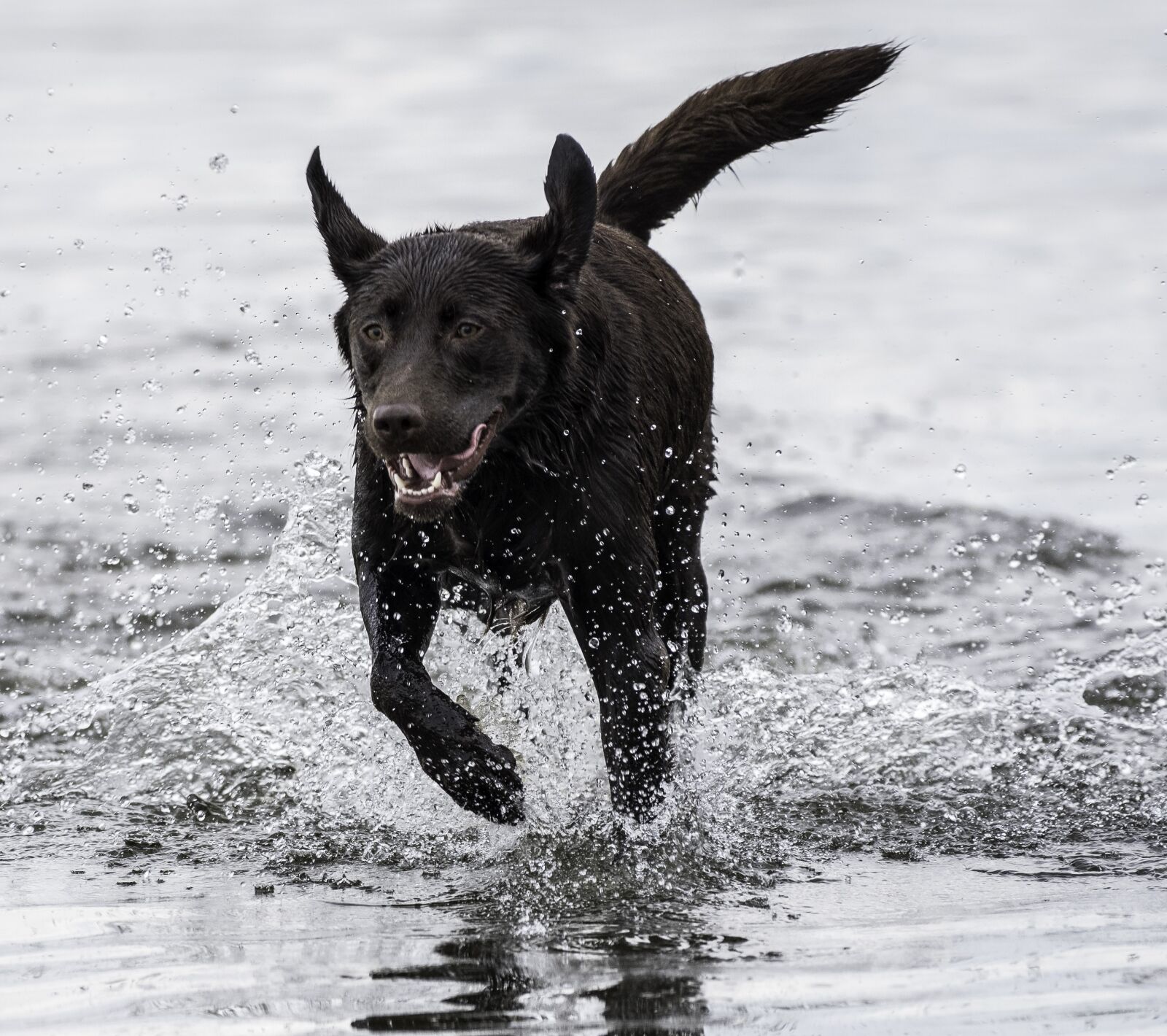 Nikon D750 sample photo. Dog, running, playing photography