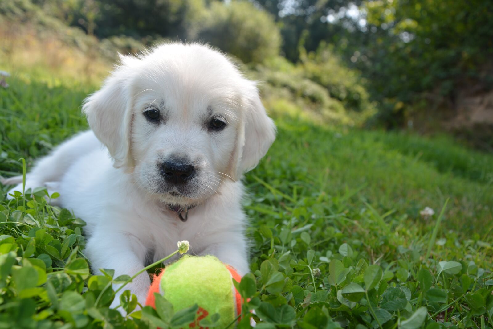 Nikon D5200 sample photo. Golden retriever, dog, domestic photography