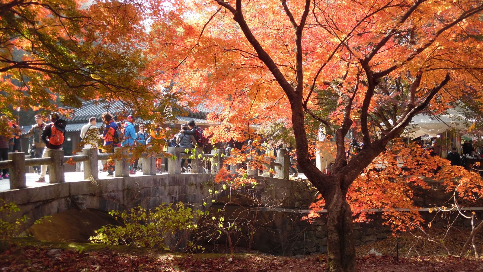 Samsung WB50F/WB51F/WB52F sample photo. Mount sanqing, my, autumn photography