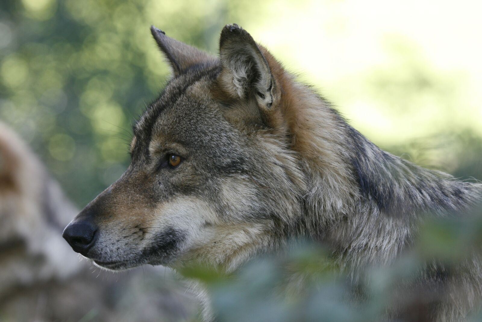 Canon EOS 30D sample photo. Mammal, fauna, nature photography