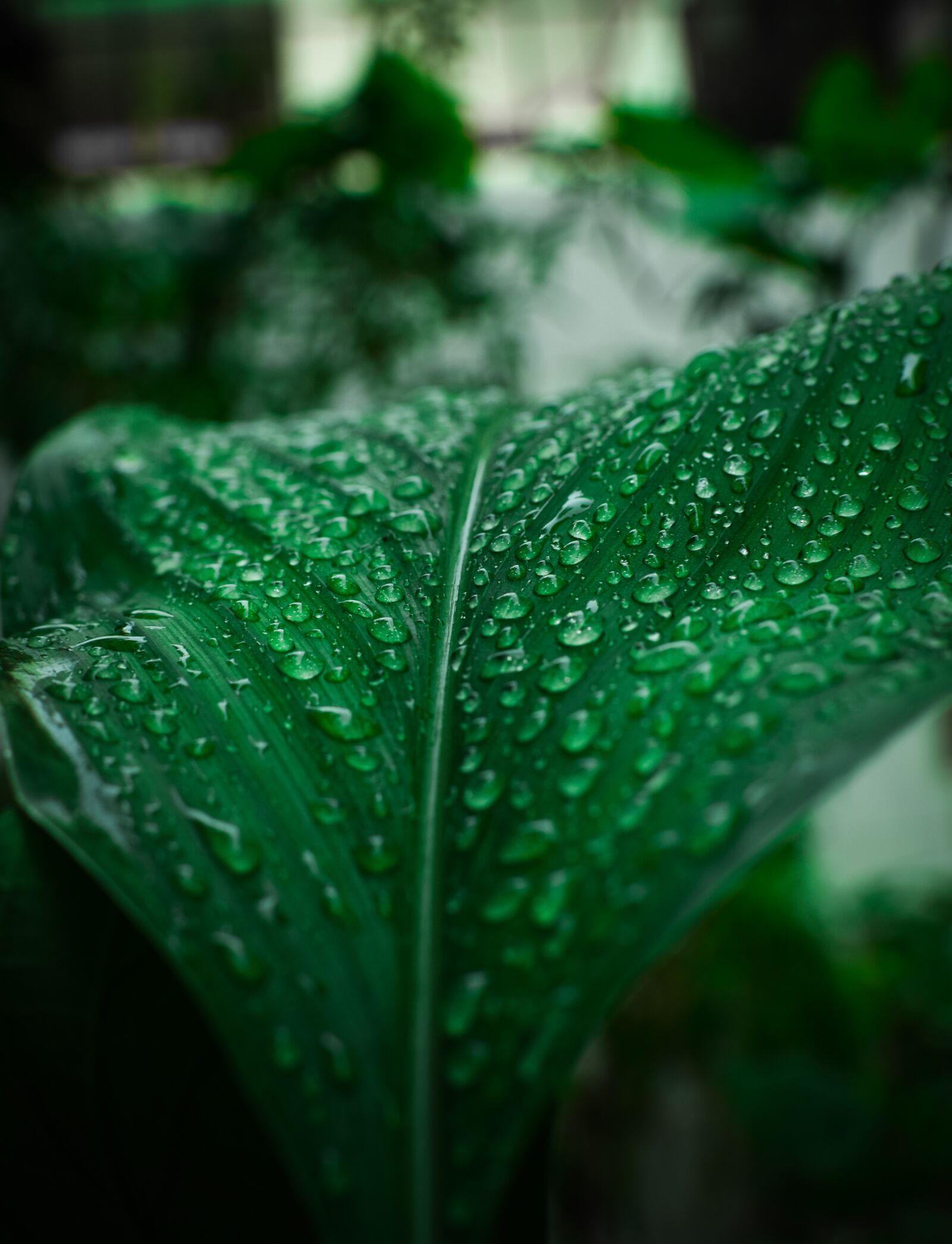 Nikon D3300 sample photo. Leaf, dew, dewdrops photography