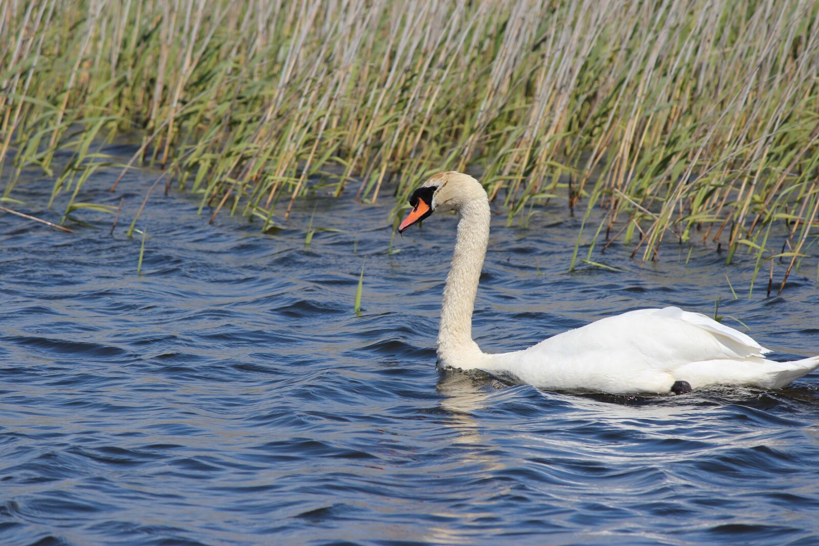 Canon EOS 600D (Rebel EOS T3i / EOS Kiss X5) sample photo. Water bird, white swan photography