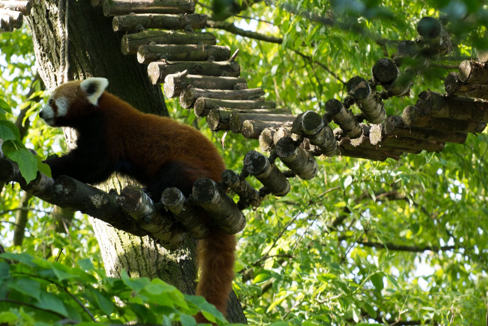 Nikon D3200 sample photo. Red panda, panda, green photography