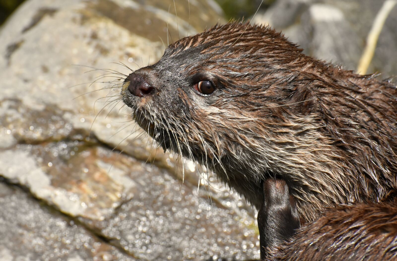 Nikon D7200 sample photo. Otter, animal world, mammal photography