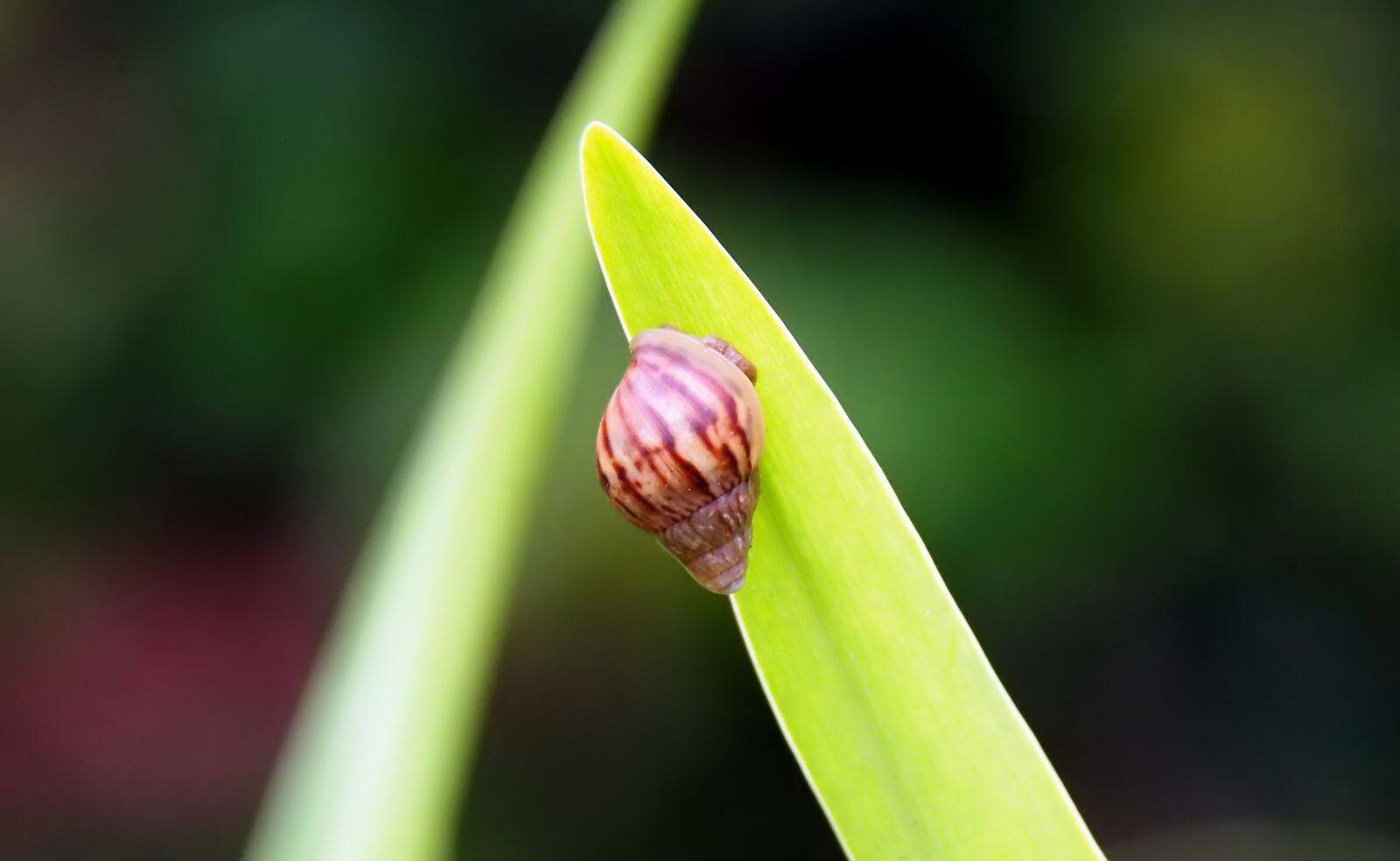 Olympus OM-D E-M1 sample photo. Outdoor, snail, animal photography