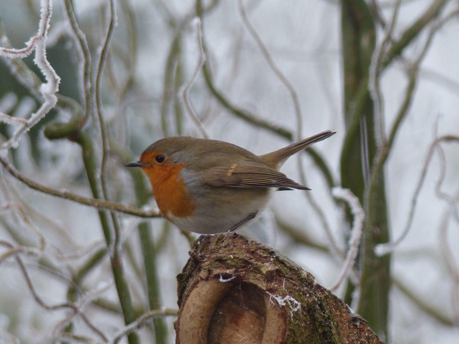 Panasonic Lumix DMC-FZ200 sample photo. Robin, bird, nature photography