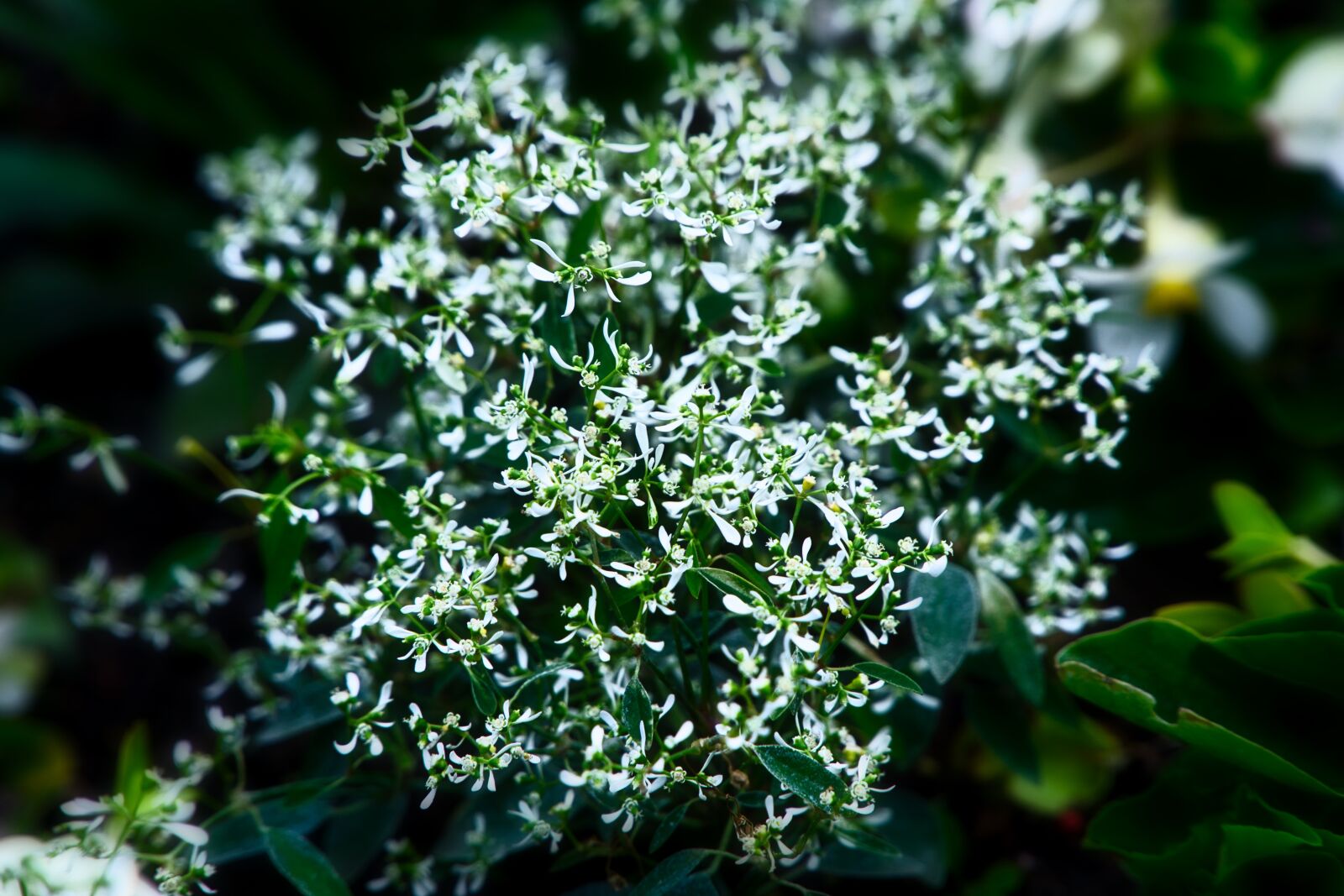 Sony a6000 sample photo. Gypsophila, nature, flowers photography