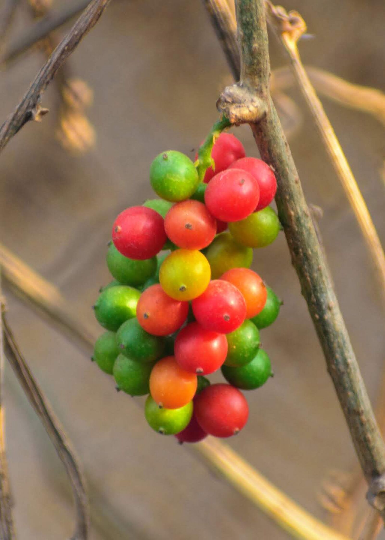 Nikon D3400 sample photo. Berry, bush, branch photography