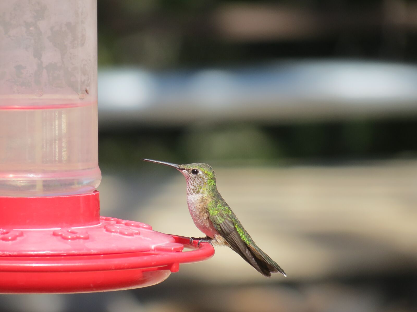 Canon PowerShot SX40 HS sample photo. Bird, hummingbird, feeding photography