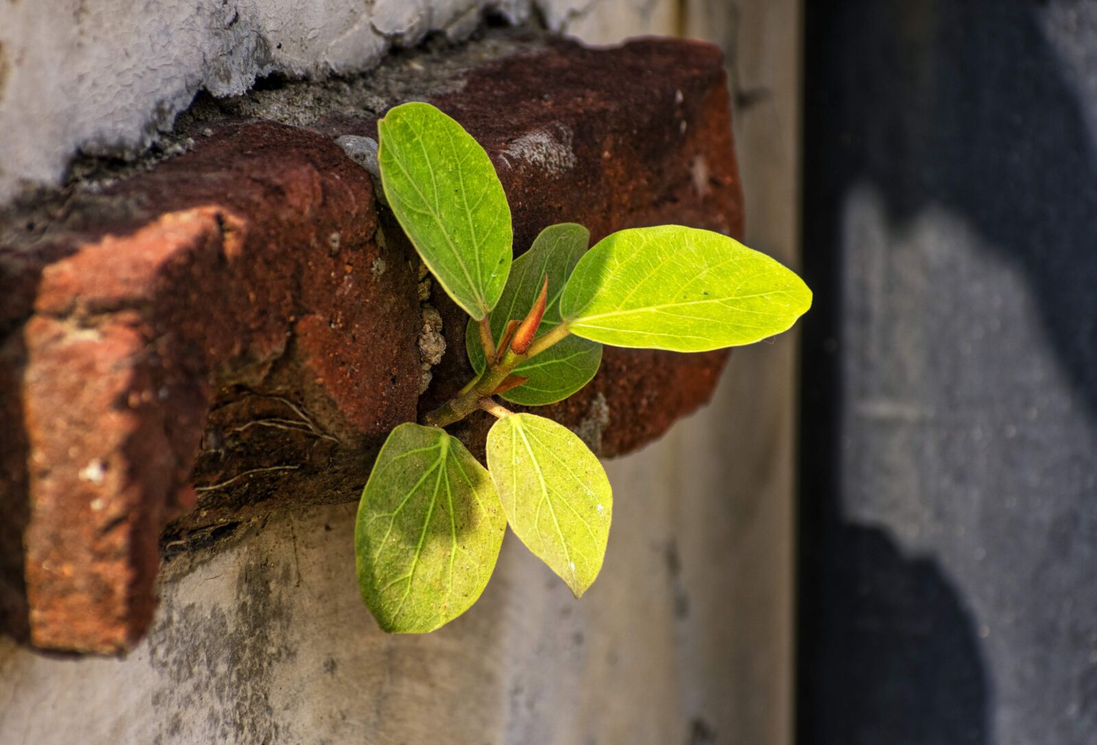 Nikon D3400 sample photo. Leaves, growing, growing leaves photography