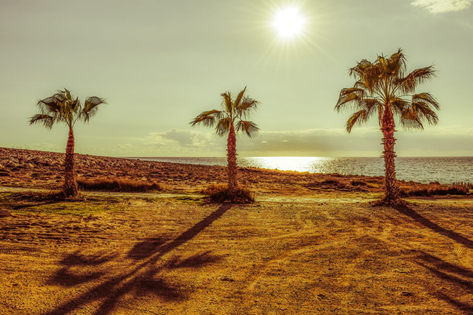 Nikon D3300 sample photo. Palm trees, sun, sunlight photography