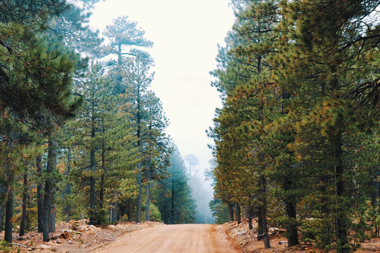 Canon EOS 200D (EOS Rebel SL2 / EOS Kiss X9) sample photo. Forest, road, fog photography