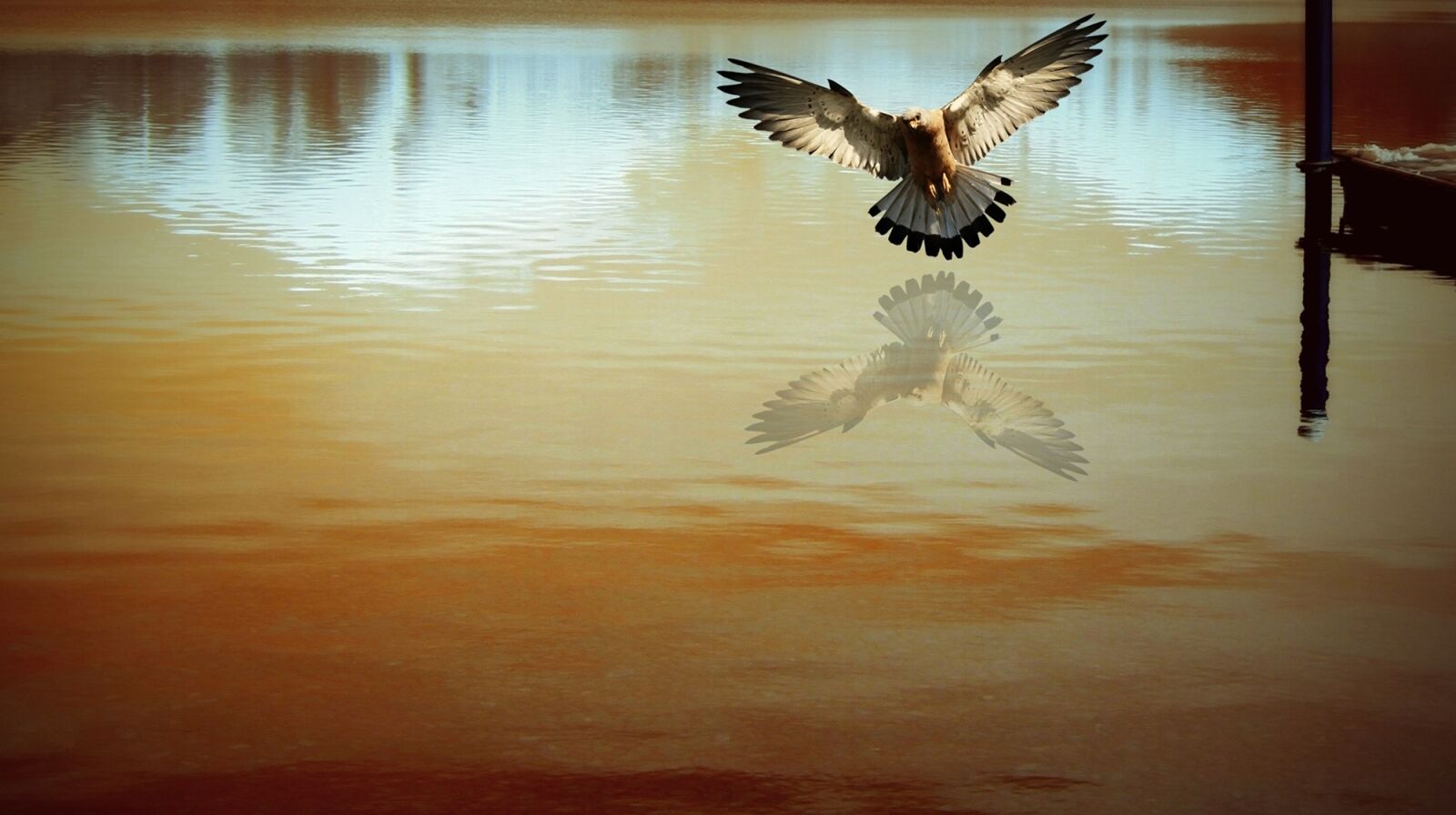 Canon EOS 7D sample photo. Ave, coruja, lago, reflexo photography