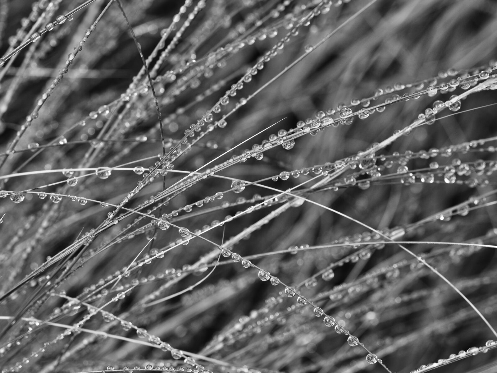 Olympus OM-D E-M5 II sample photo. Black, and, white, close photography