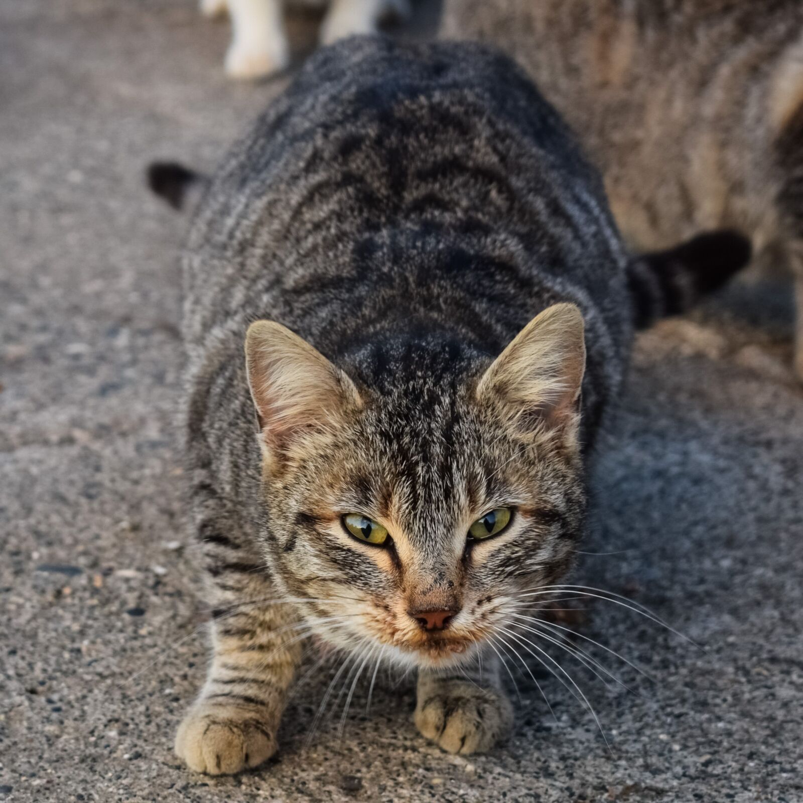 Nikon D3300 sample photo. Cat, feral, street photography