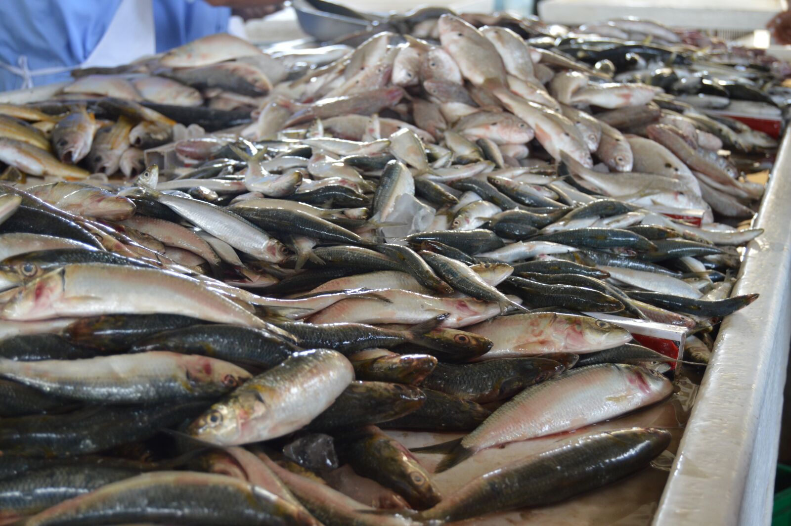 Nikon D3200 sample photo. Live fish, raw fish photography